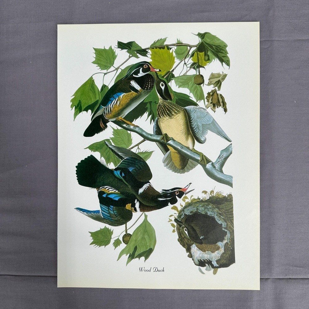 1950 Vintage Print Wood Duck American Bird Art Illustration Audubon 8x11